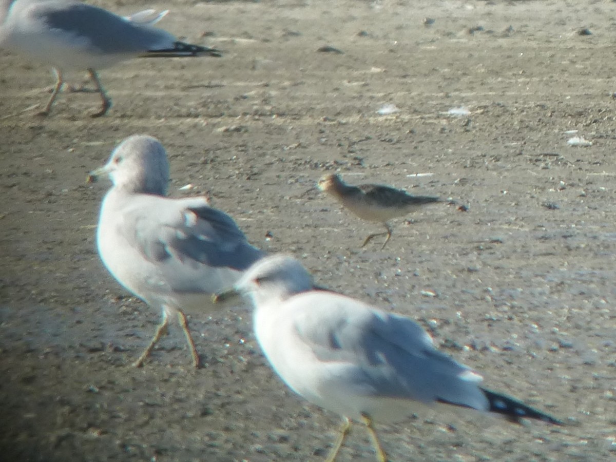 Buff-breasted Sandpiper - ML627814694