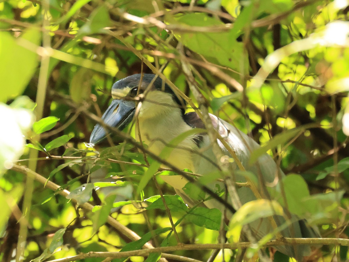 Martinete Cucharón - ML627814713