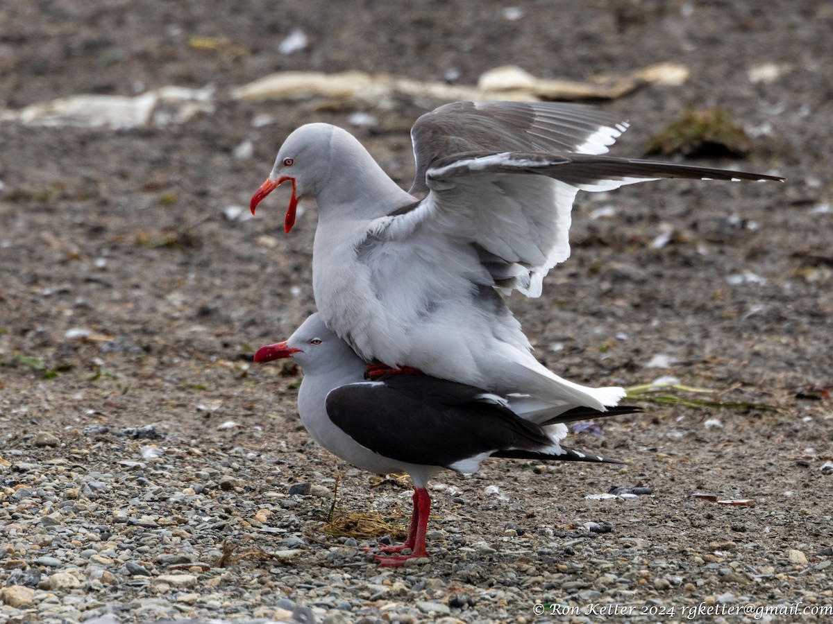 Dolphin Gull - ML627814749