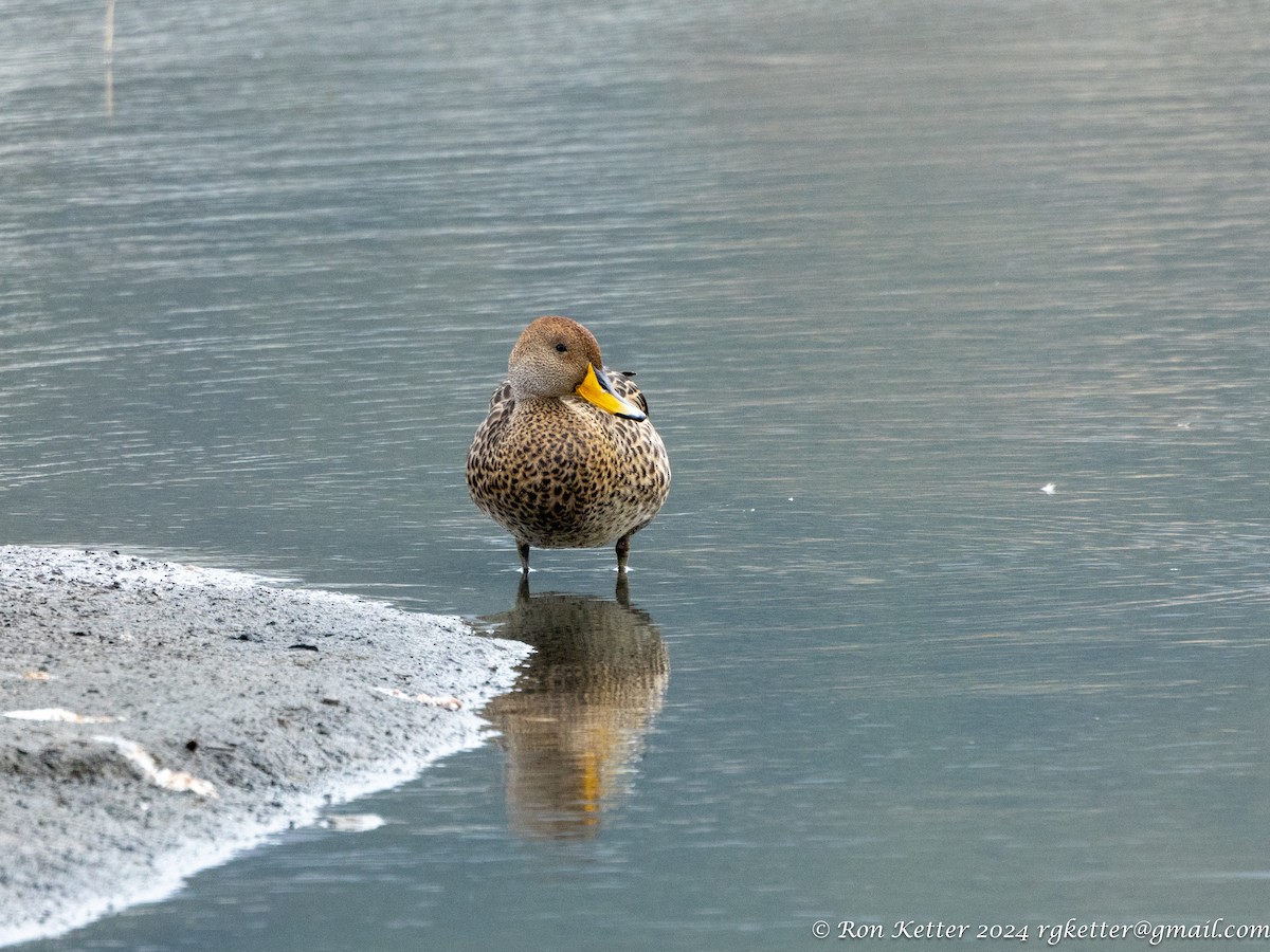 Yellow-billed Pintail - ML627814755