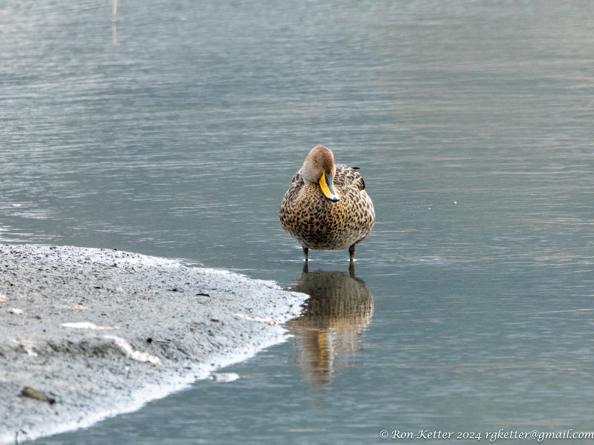 Yellow-billed Pintail - ML627814756