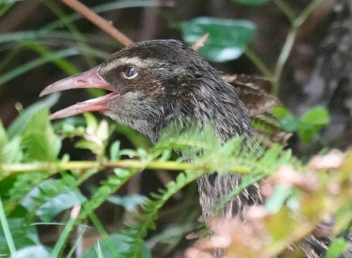 Weka - ML627814765