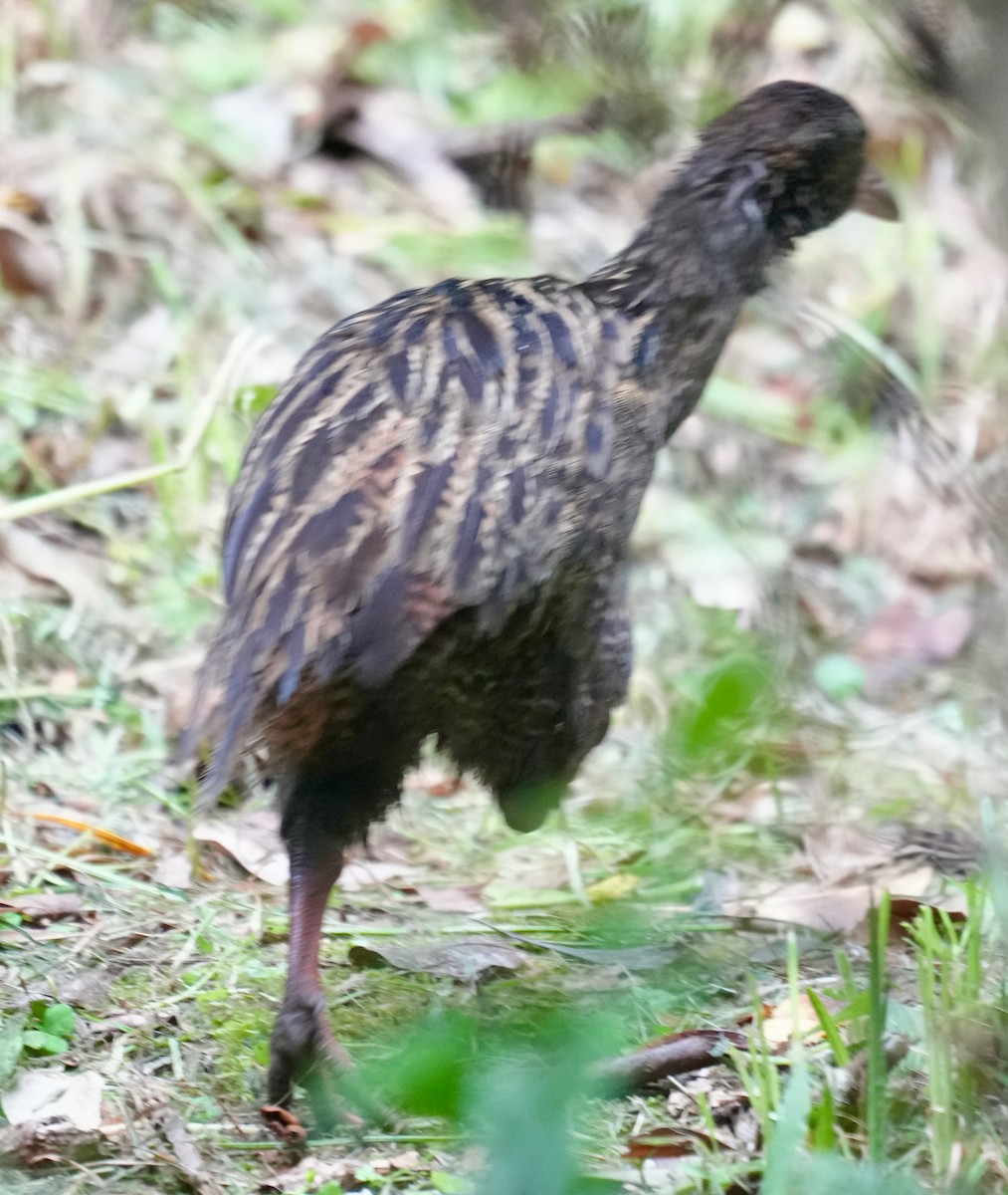 Weka - ML627814766