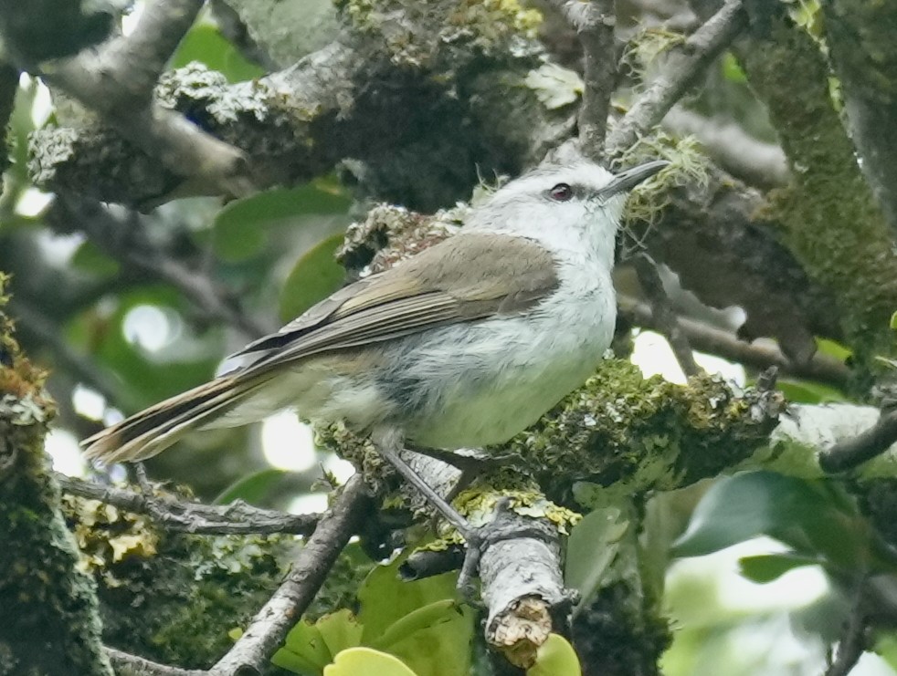 Chatham Islands Gerygone - ML627814771