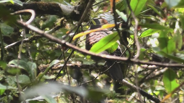 Pigeon de Madagascar - ML627814784