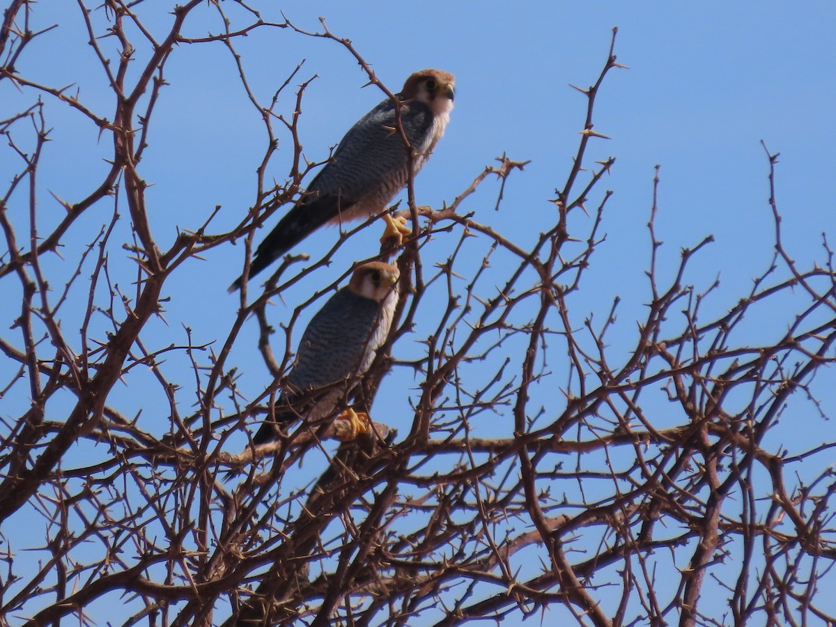 Red-necked Falcon - ML627814788