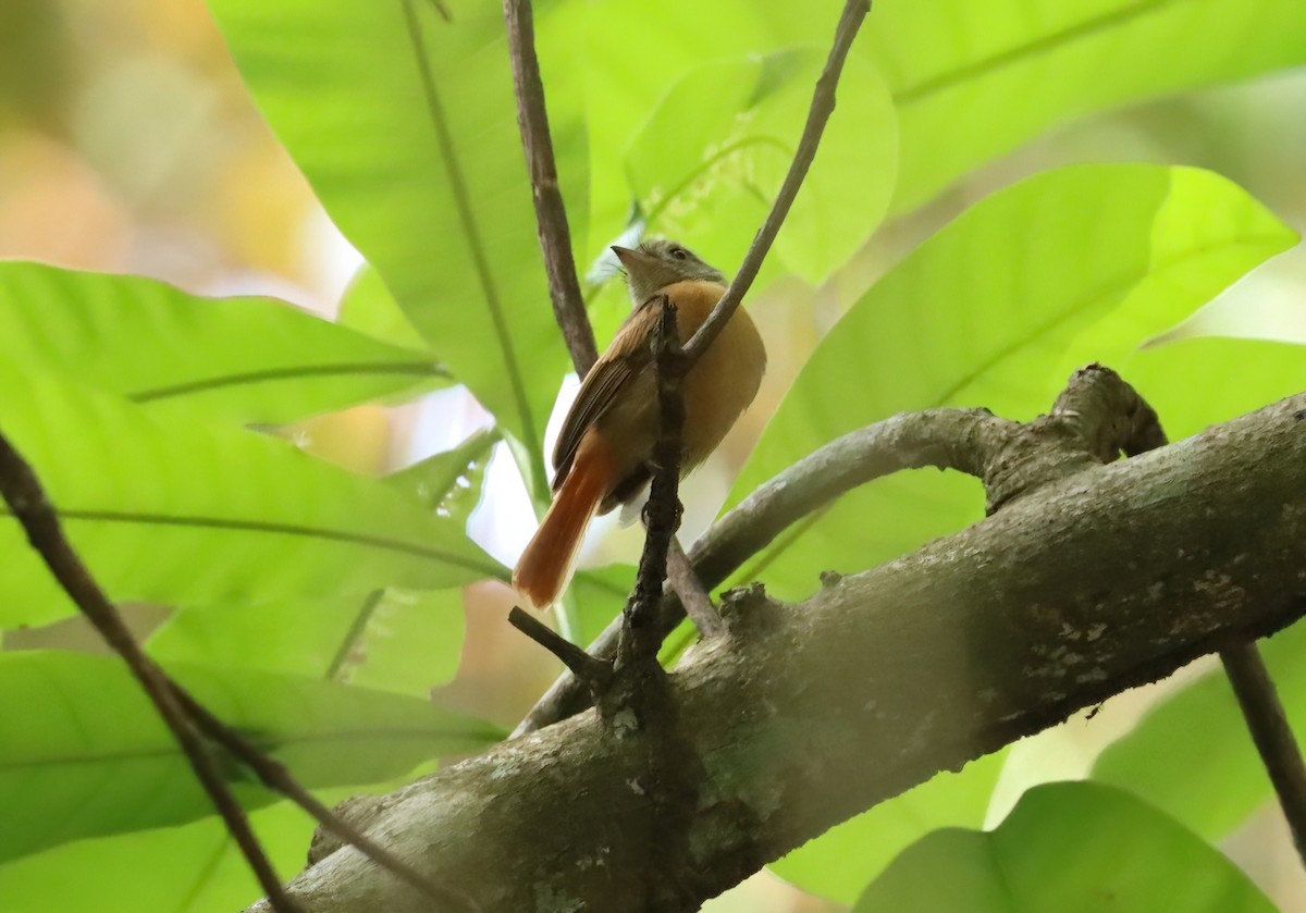 Ruddy-tailed Flycatcher - ML627814791