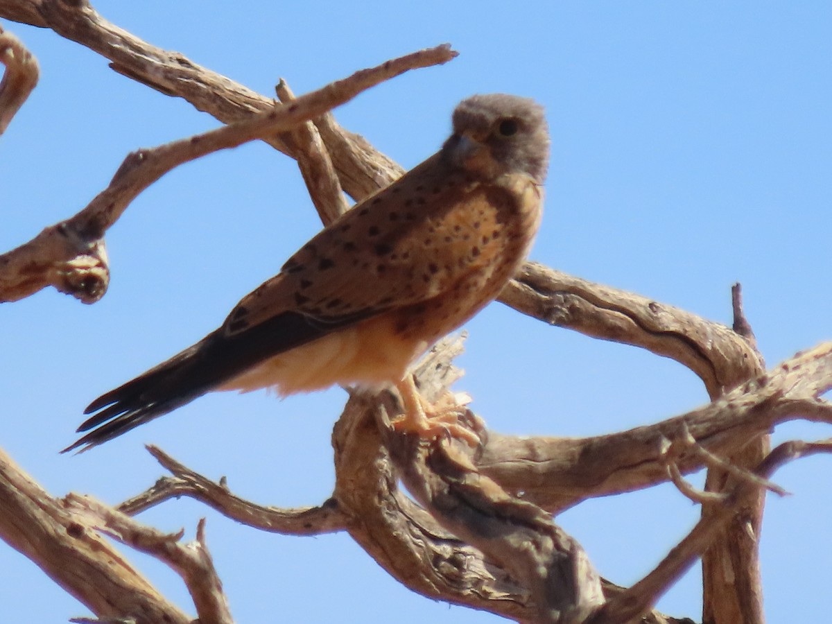 Rock Kestrel - ML627814795