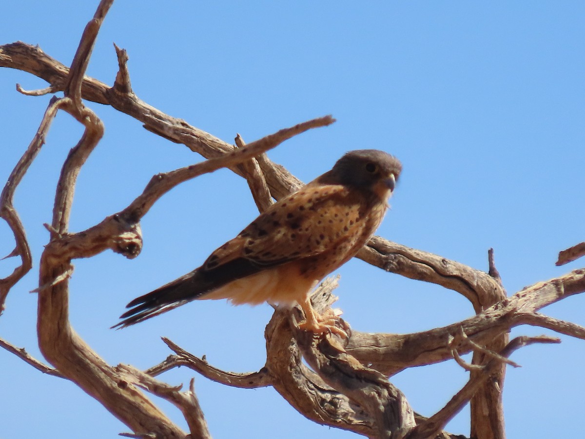 Rock Kestrel - ML627814796