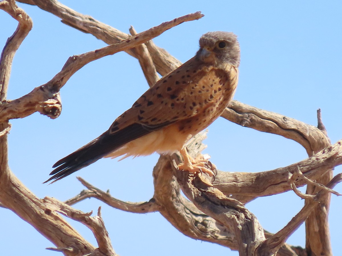 Rock Kestrel - ML627814797