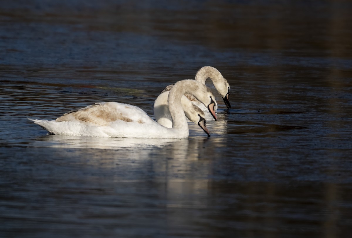 Mute Swan - ML627814799