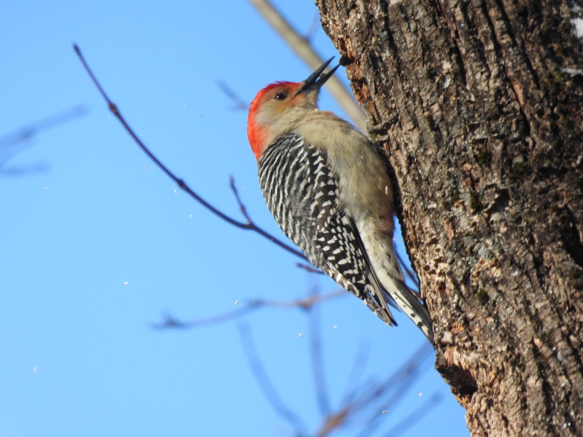 Red-bellied Woodpecker - ML627814800