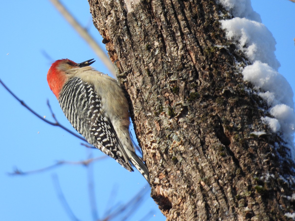 Red-bellied Woodpecker - ML627814801