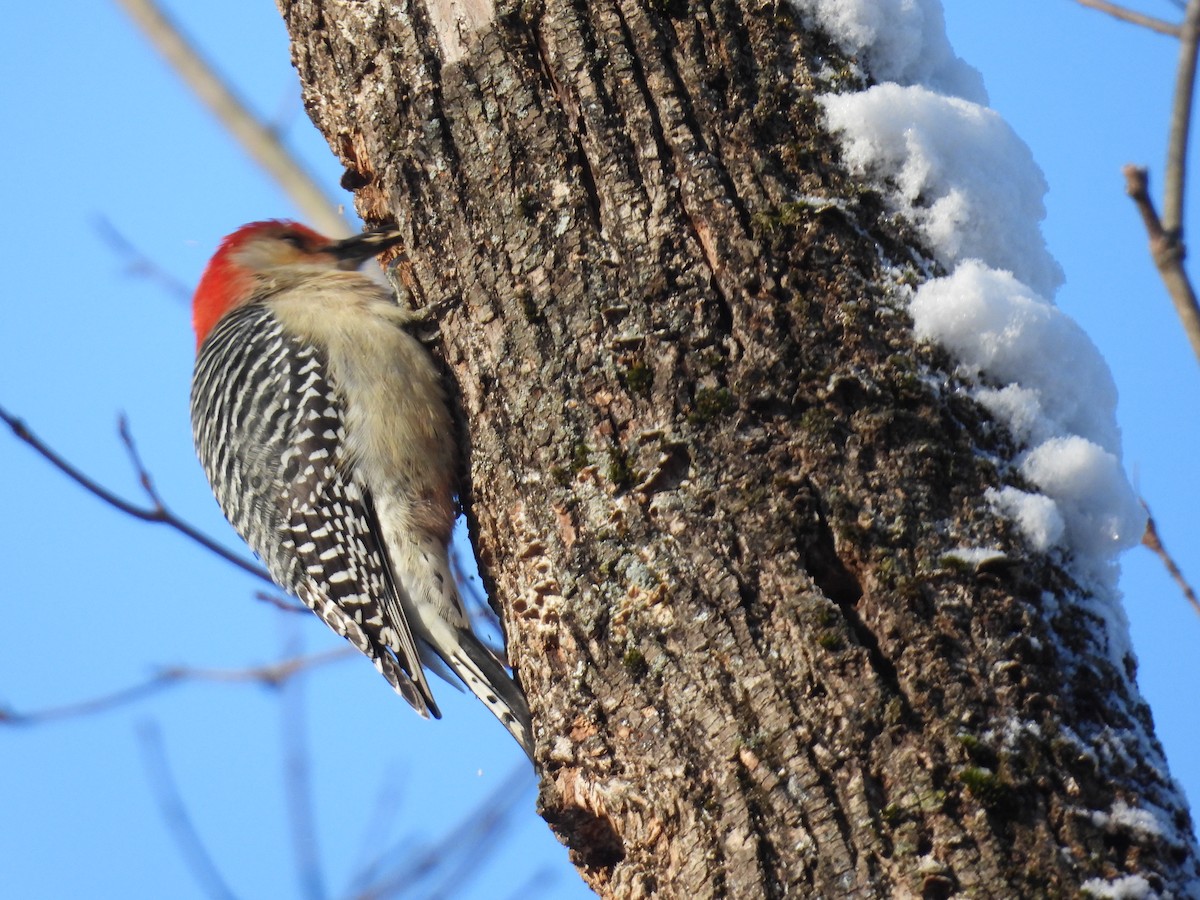 Red-bellied Woodpecker - ML627814802