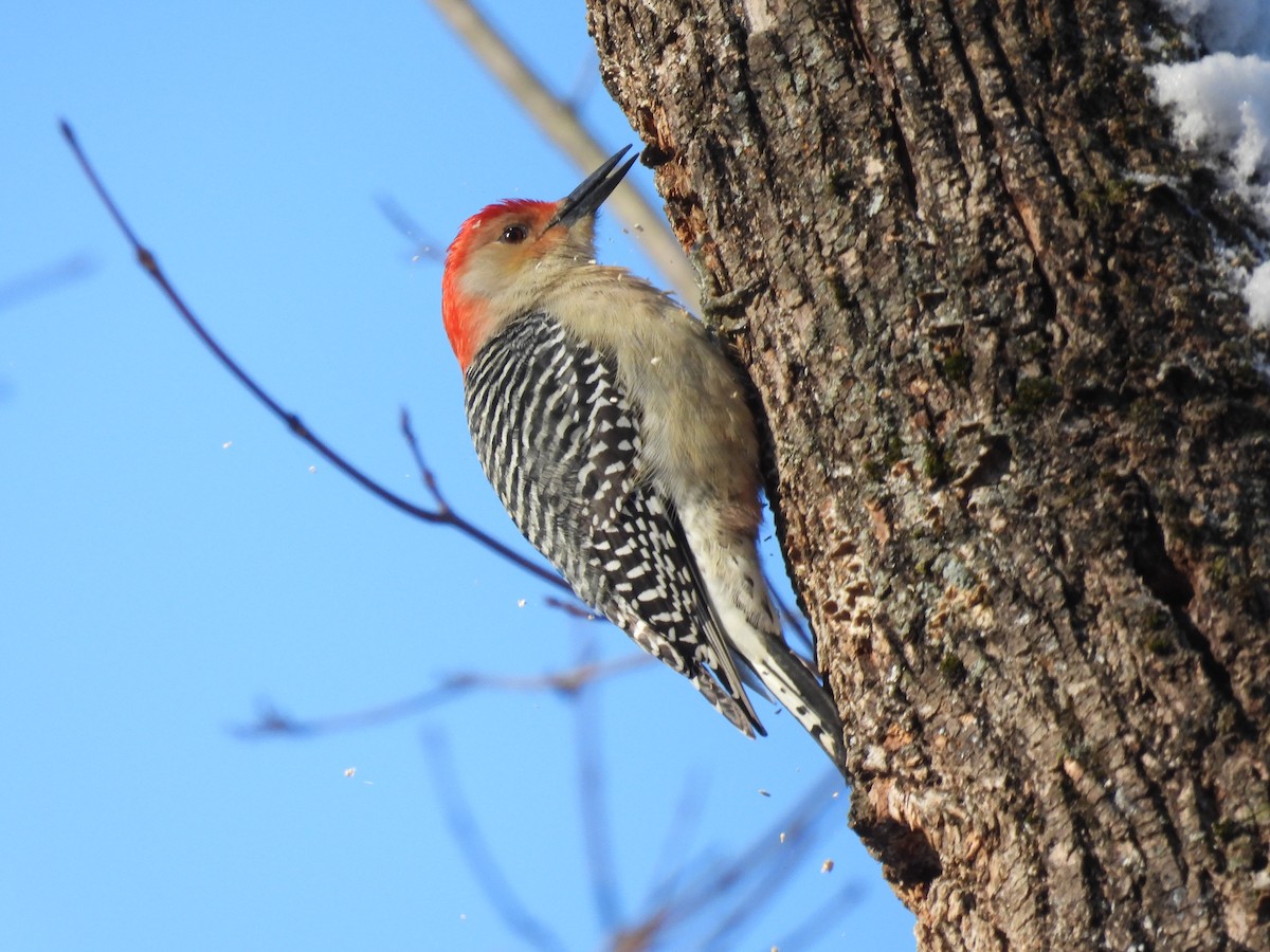 Red-bellied Woodpecker - ML627814803