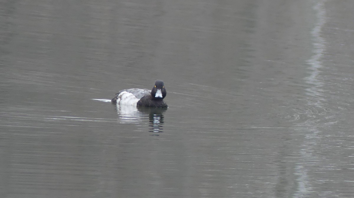 Lesser Scaup - ML627814804