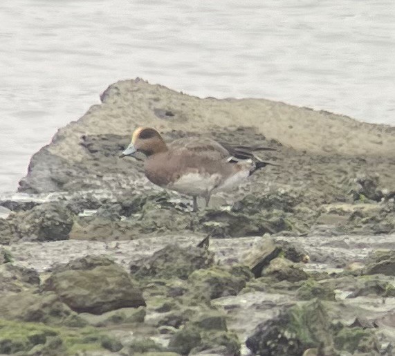 Eurasian/American Wigeon - ML627814805