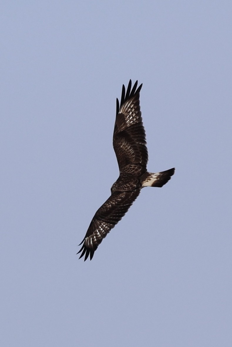 Rough-legged Hawk - ML627814807