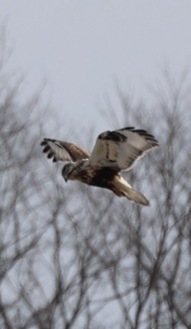 Rough-legged Hawk - ML627814808