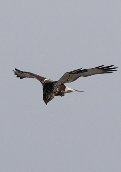 Rough-legged Hawk - ML627814809