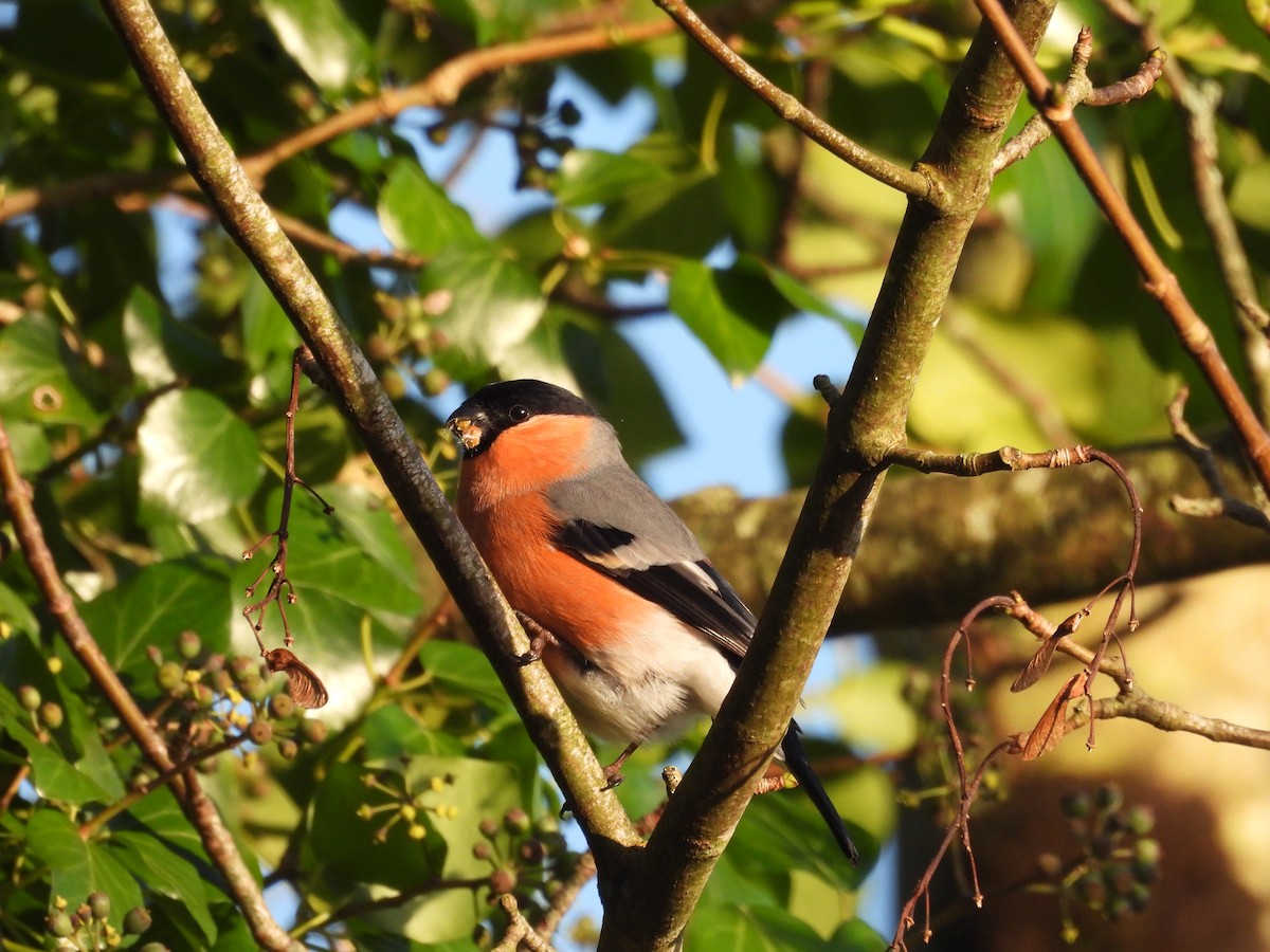 Eurasian Bullfinch - ML627814810