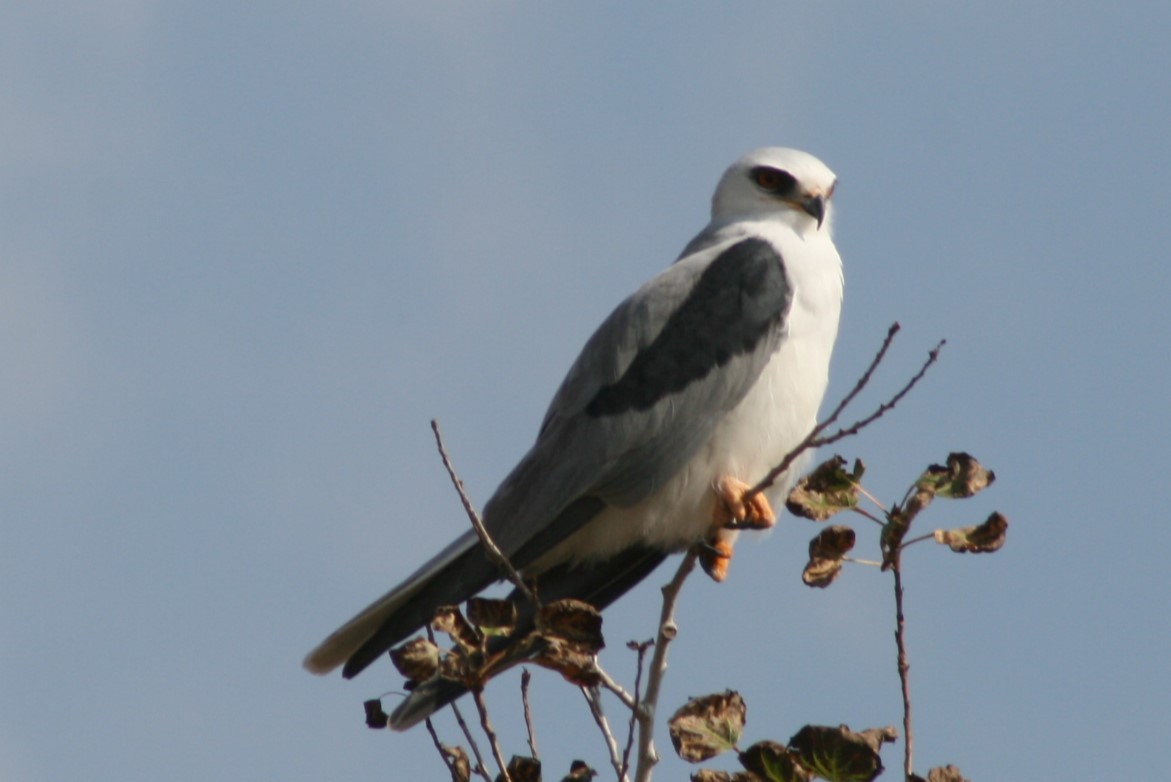 White-tailed Kite - ML627814811