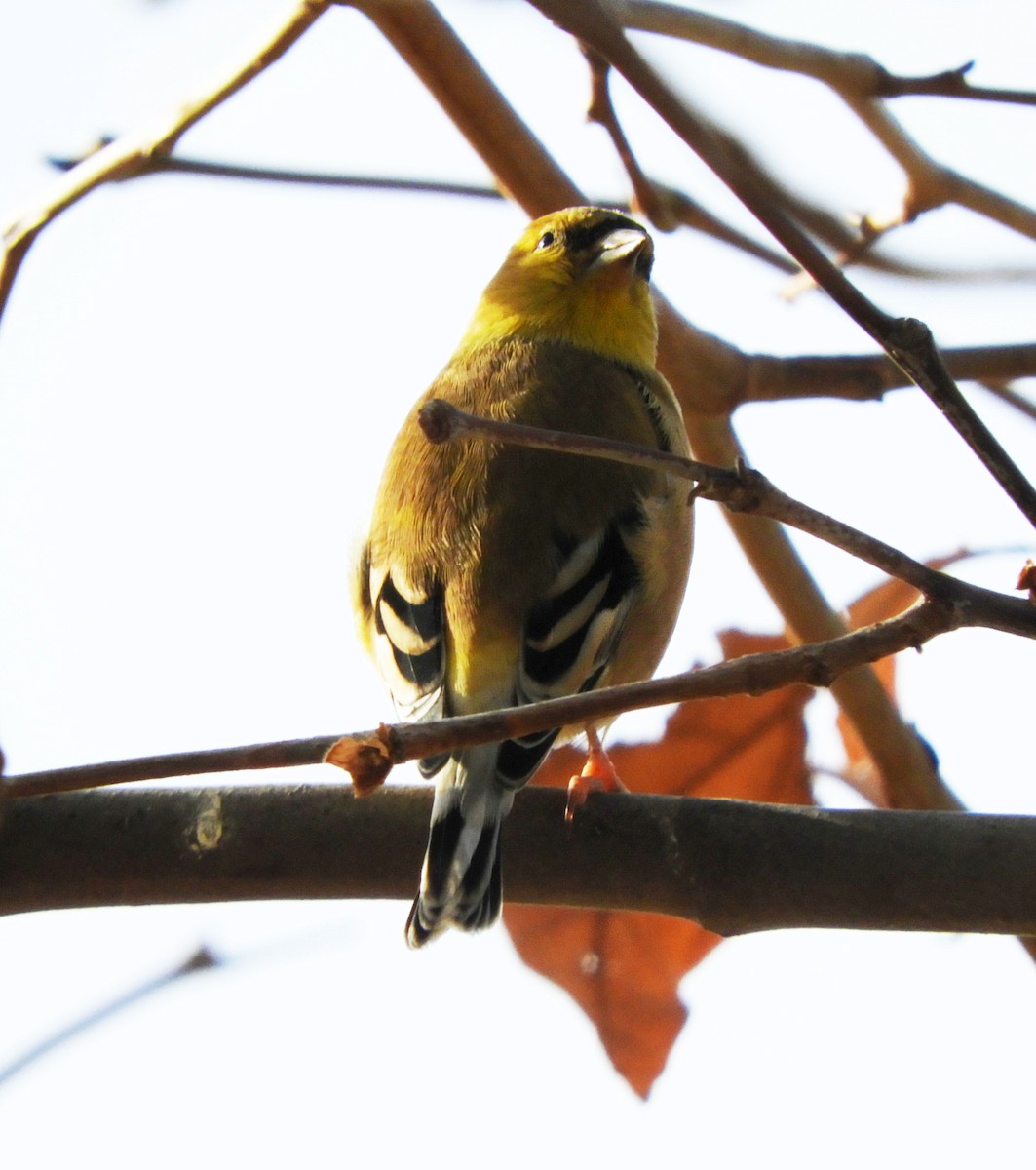 American Goldfinch - ML627814812