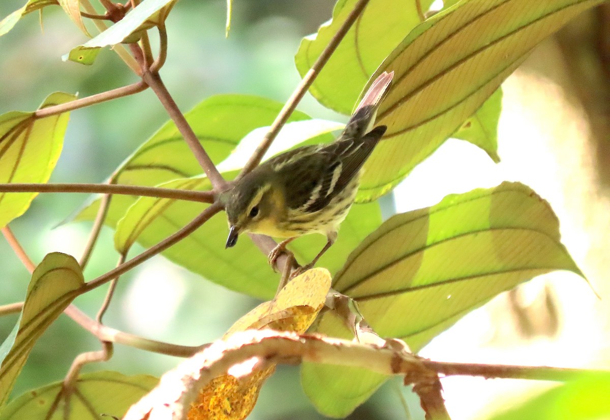 Blackburnian Warbler - ML627814813