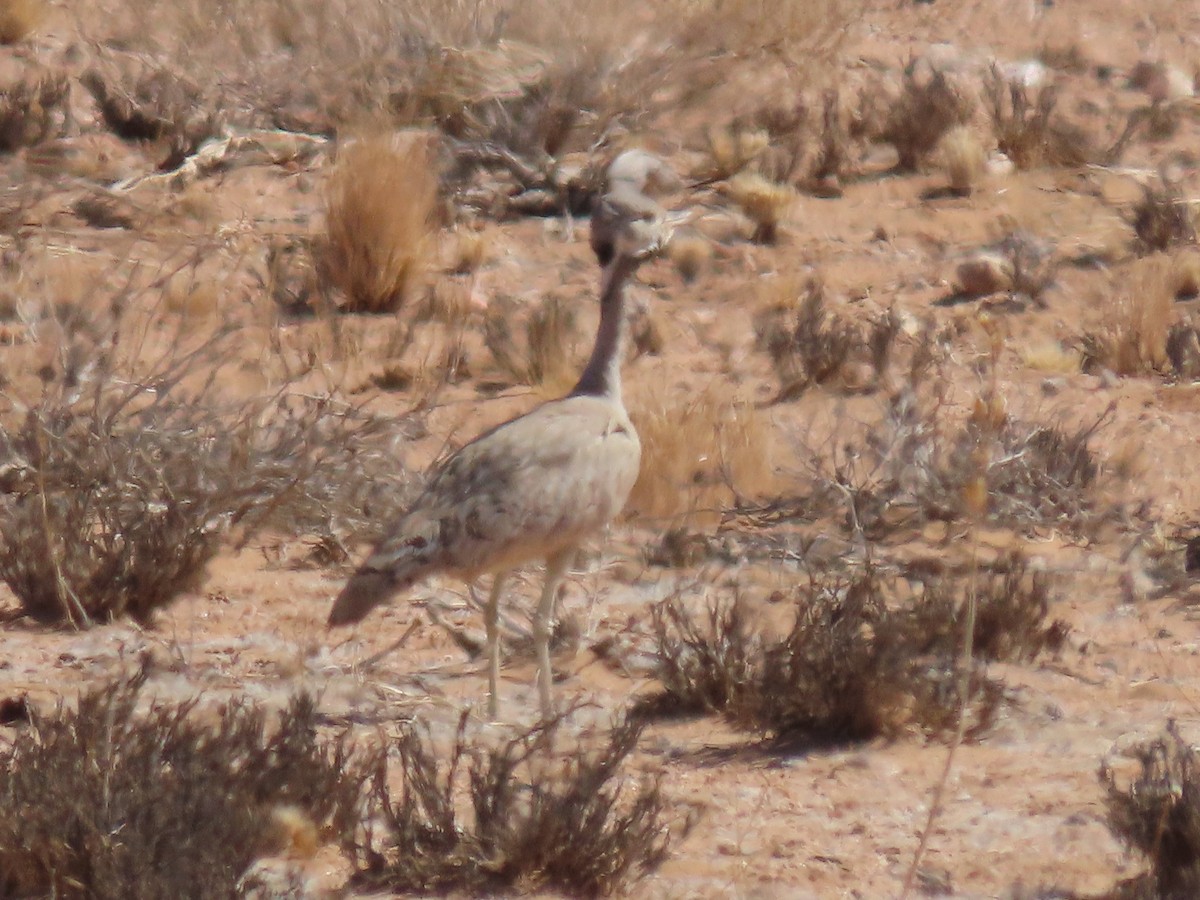 Rüppell's Bustard - ML627814814