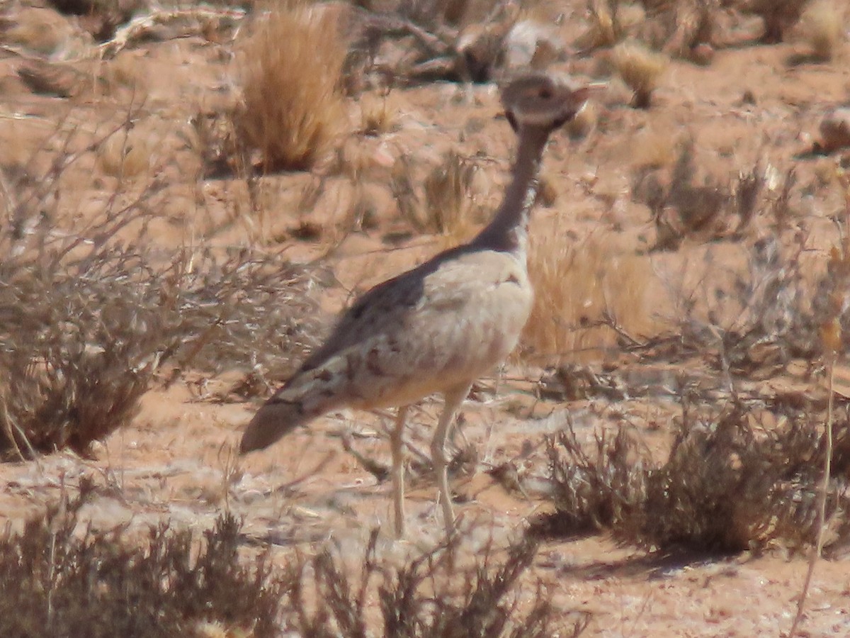 Rüppell's Bustard - ML627814815