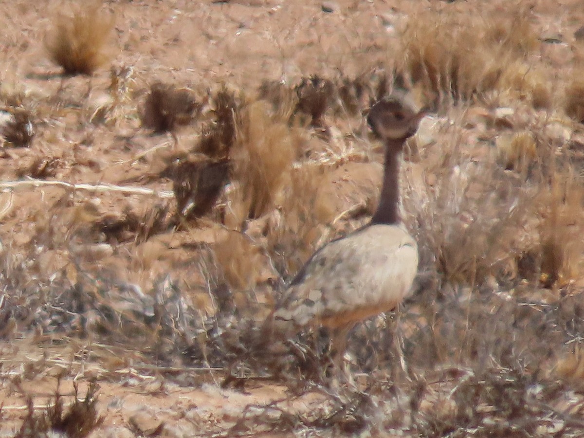 Rüppell's Bustard - ML627814816