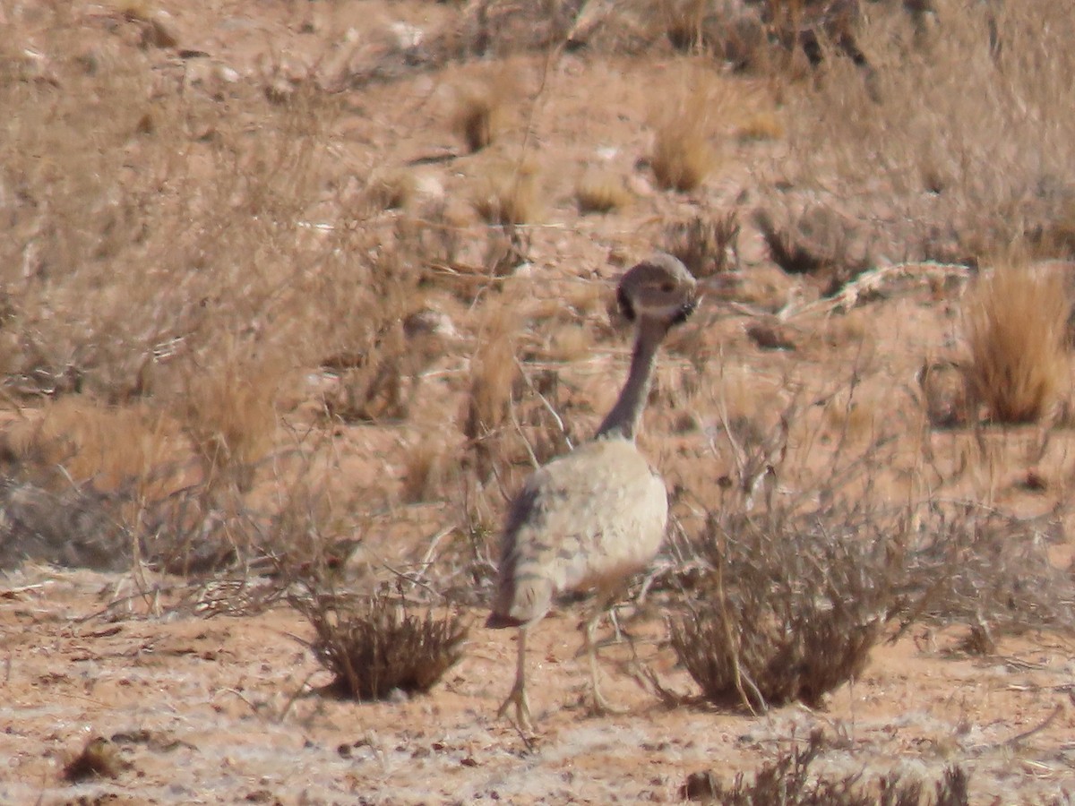 Rüppell's Bustard - ML627814817