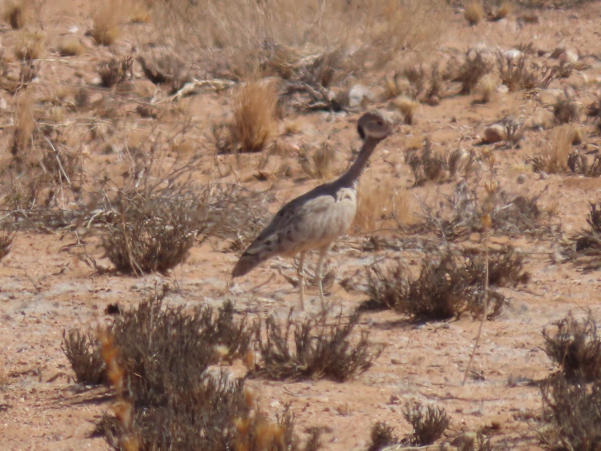 Rüppell's Bustard - ML627814818