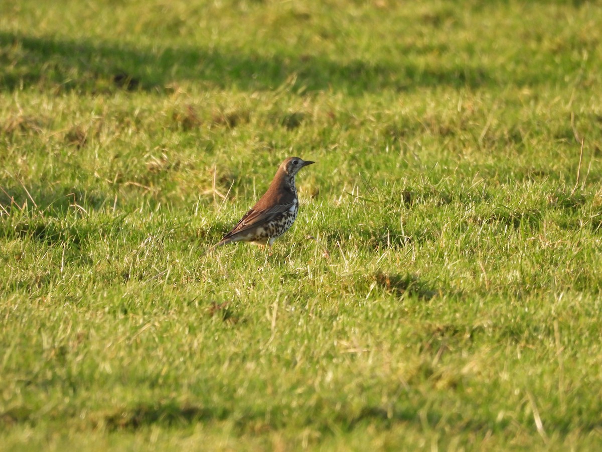 Mistle Thrush - ML627814819