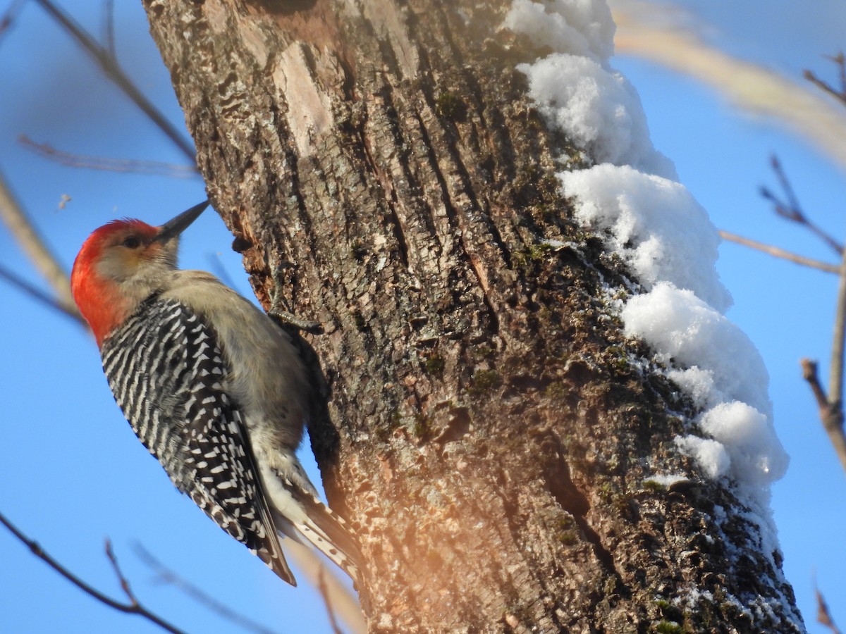 Red-bellied Woodpecker - ML627814820