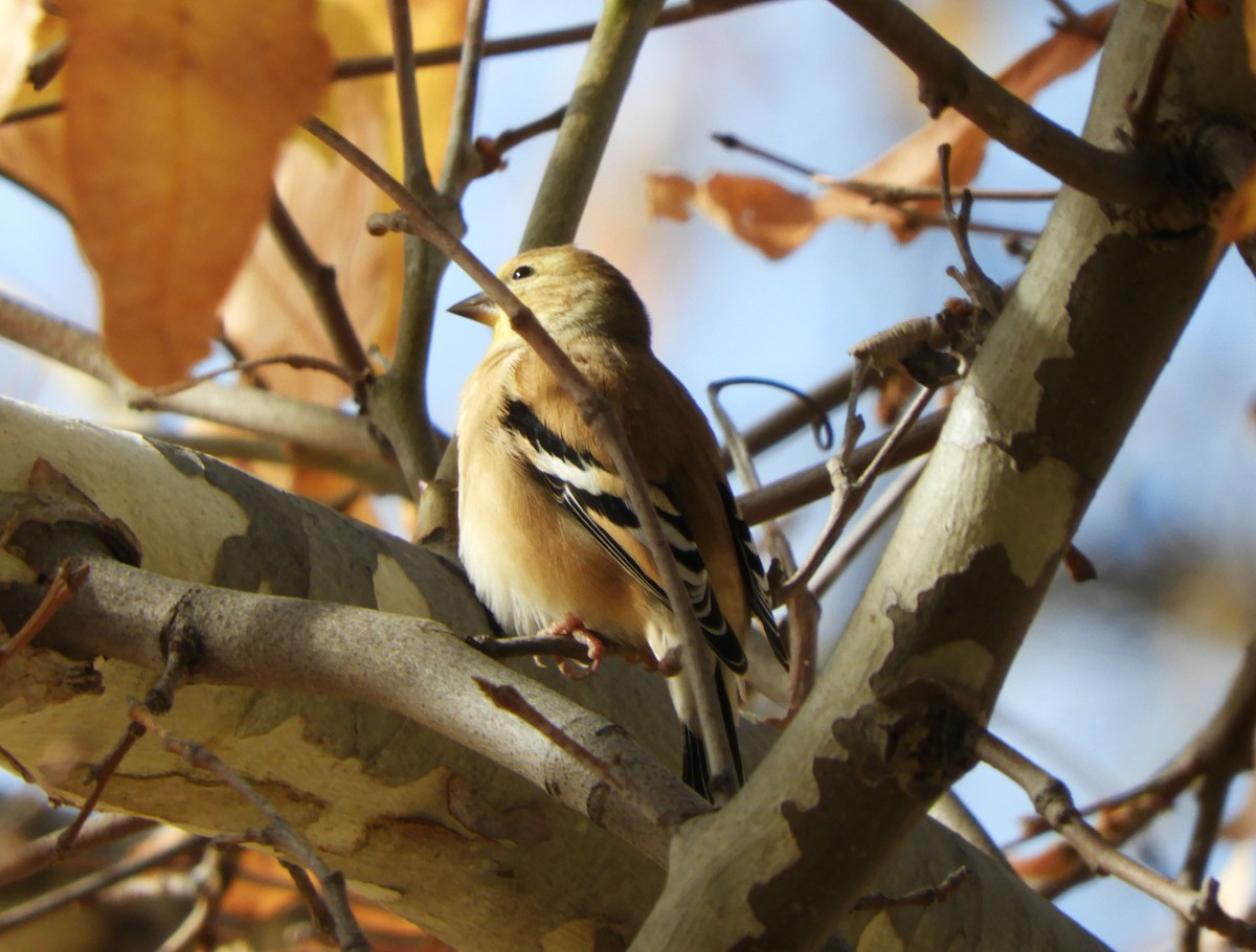 American Goldfinch - ML627814823