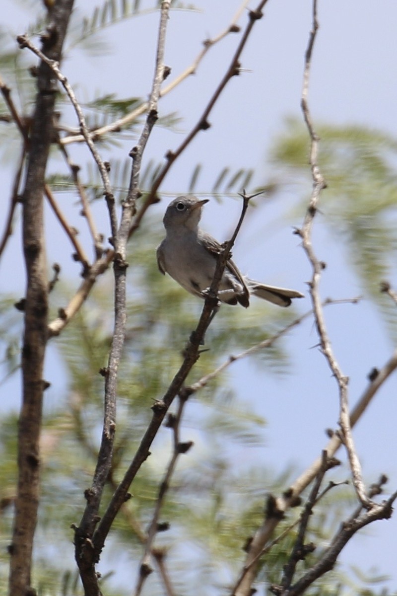 Blue-gray Gnatcatcher - ML627814825