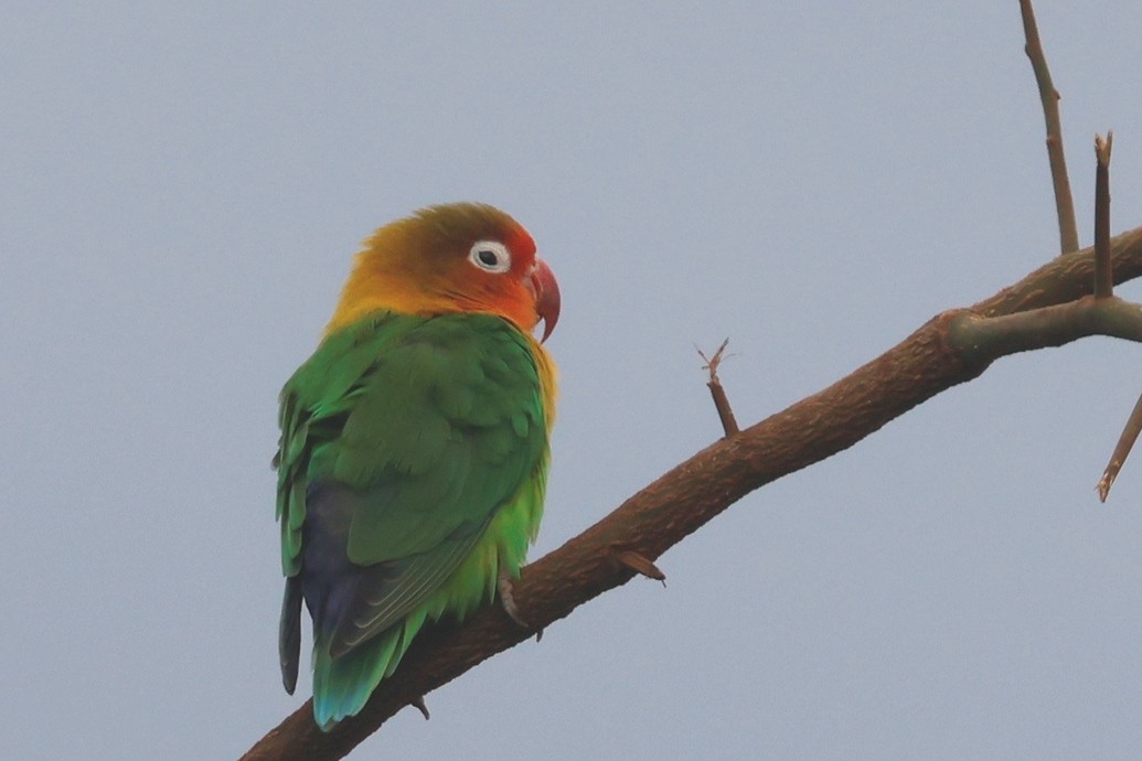 Fischer's Lovebird - ML627814827