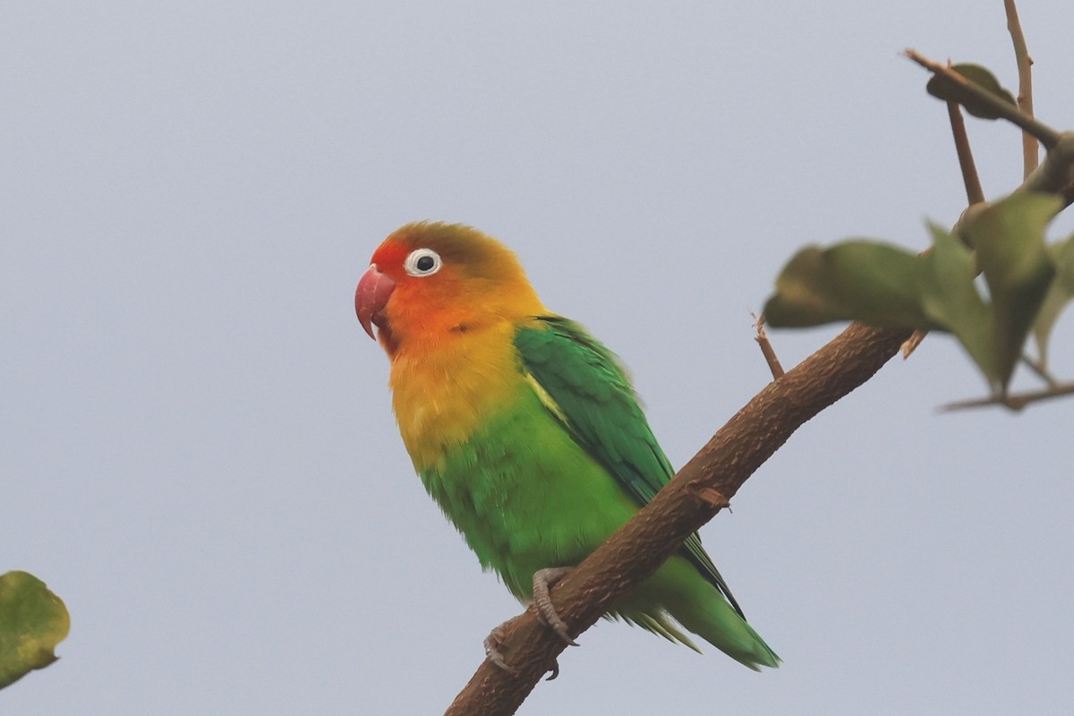 Fischer's Lovebird - ML627814828