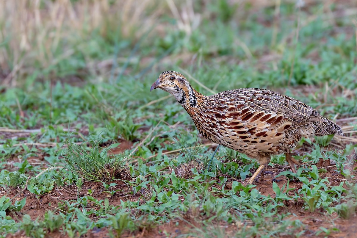 Orange River Francolin (Orange River) - ML627814838