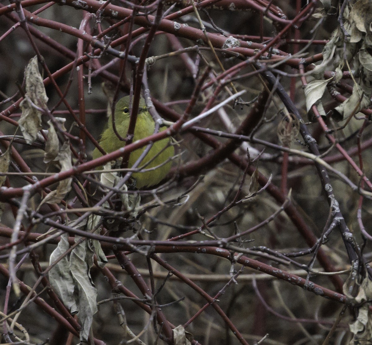 Orange-crowned Warbler - ML627814839