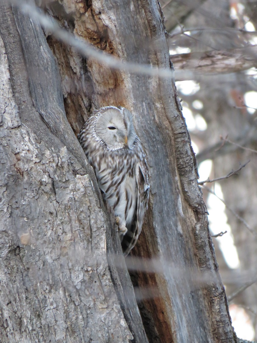 Ural Owl (Ural) - ML627814840