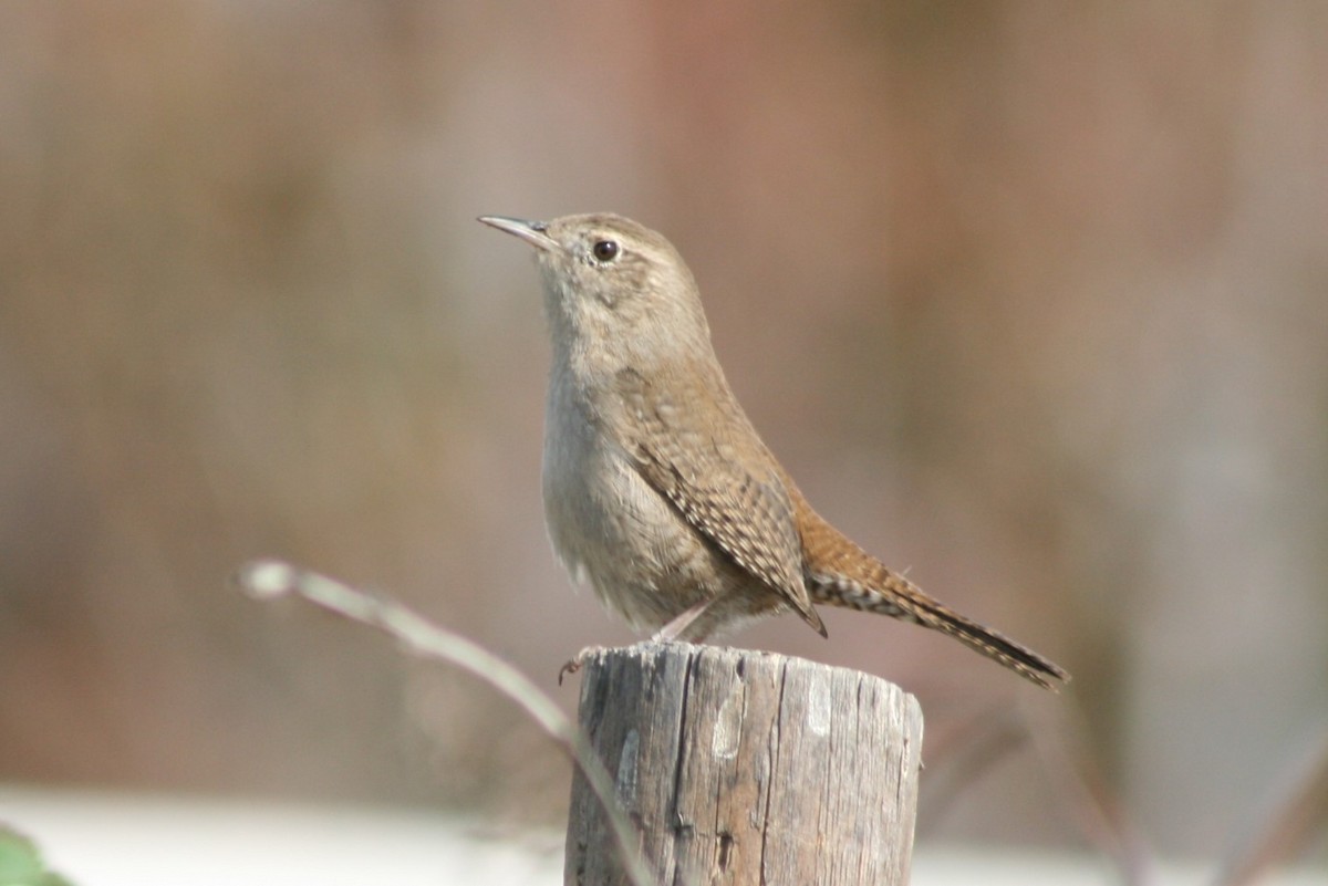 Northern House Wren - ML627814894