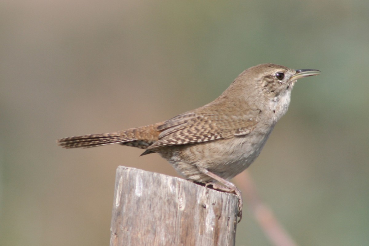 Northern House Wren - ML627814895