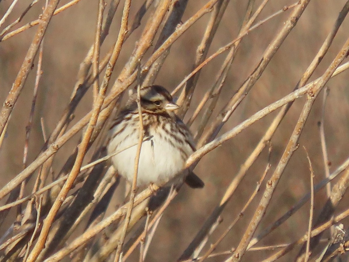 Song Sparrow - ML627814905