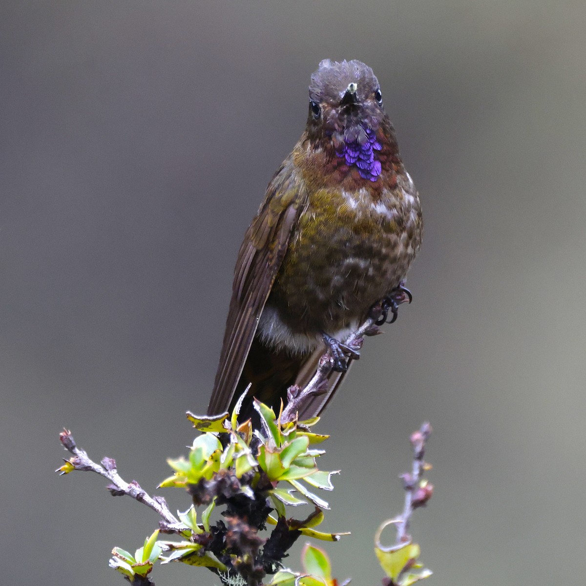 Violet-throated Metaltail - ML627814907