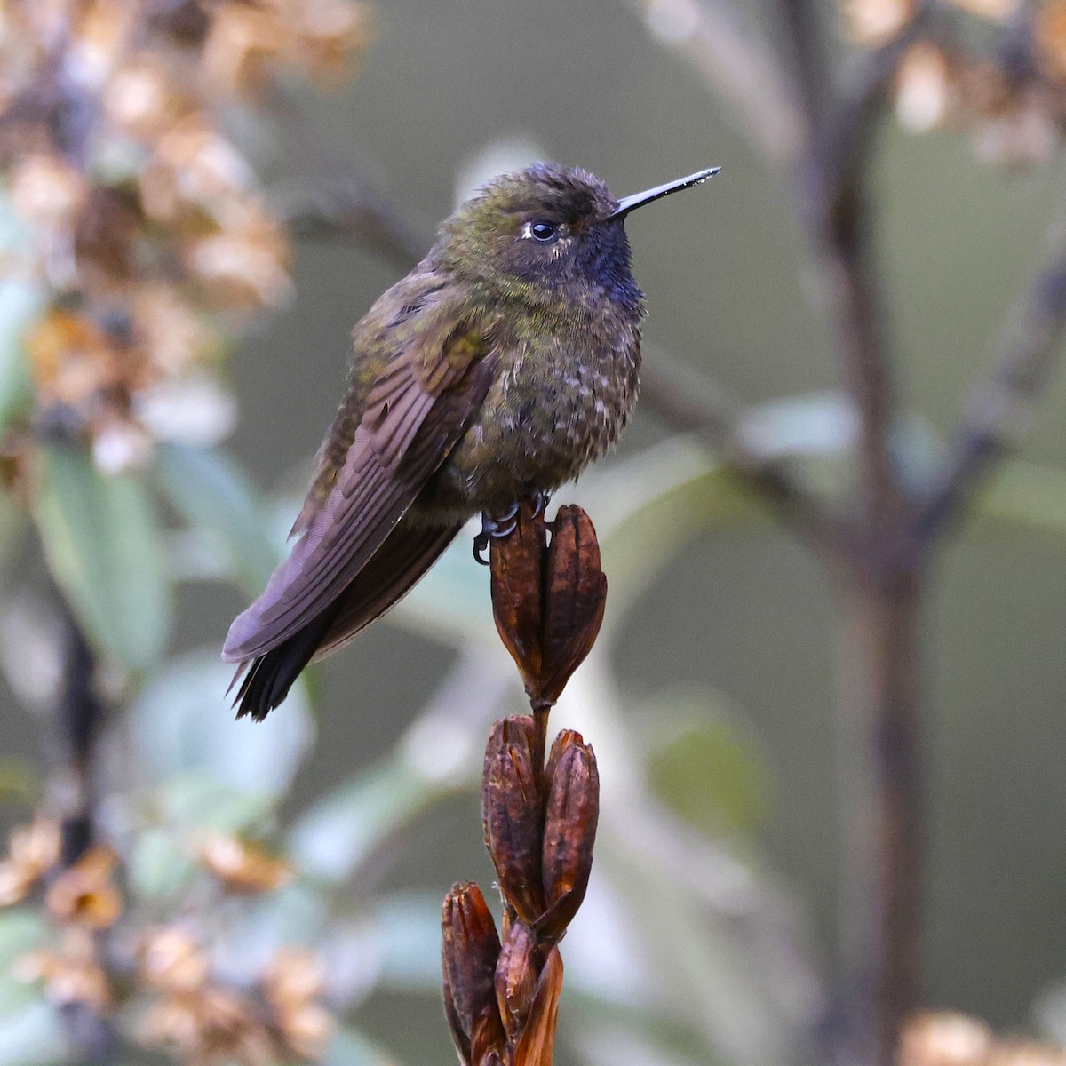 Violet-throated Metaltail - ML627814908