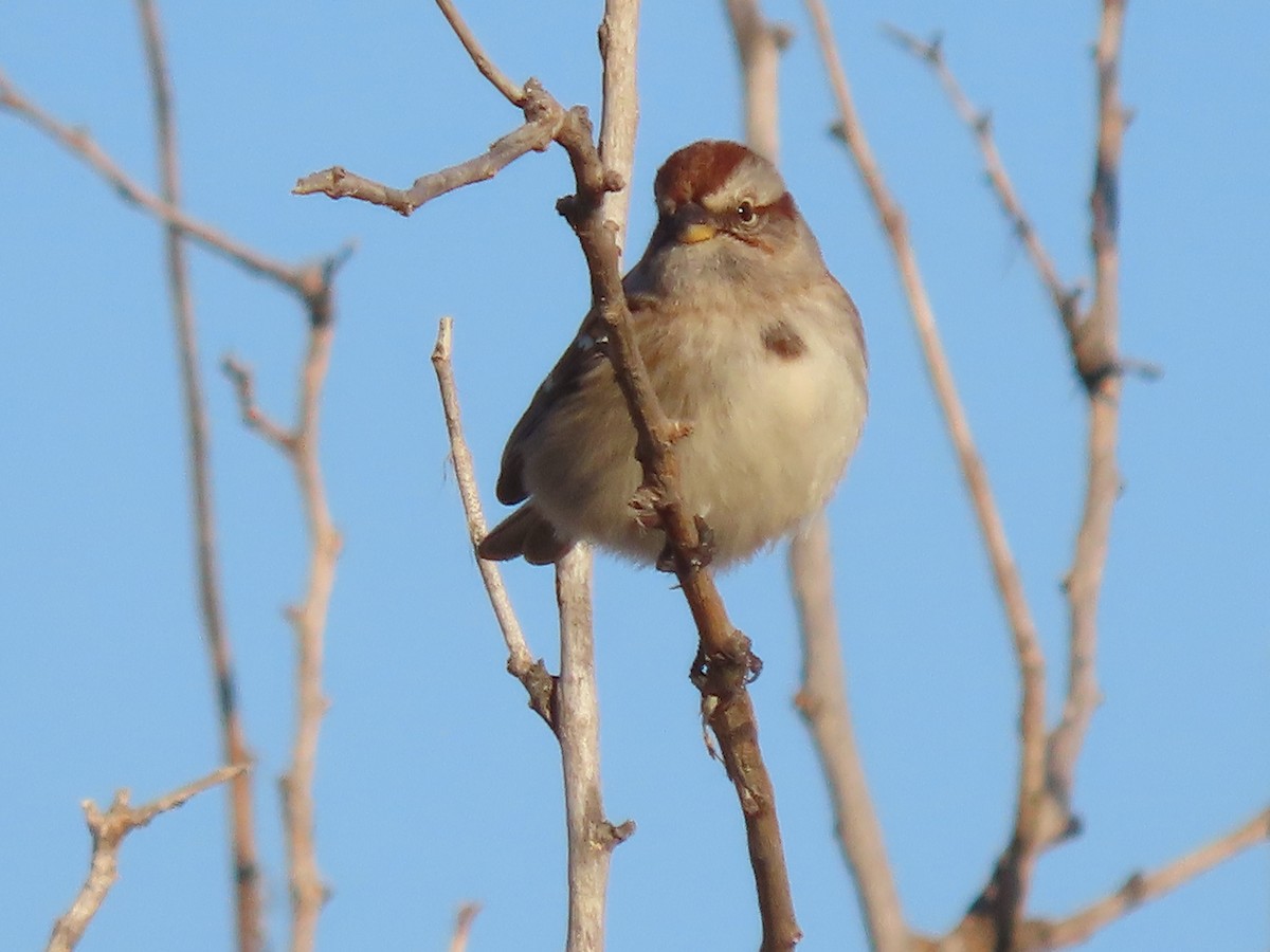 American Tree Sparrow - ML627814914