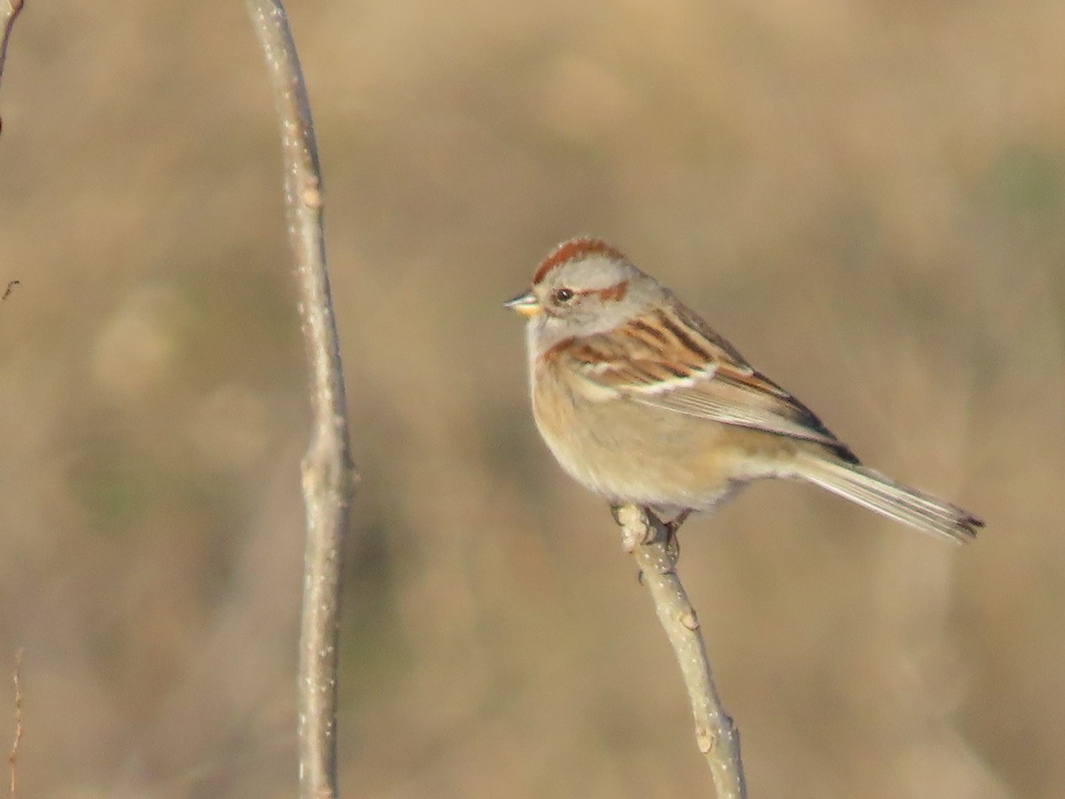 American Tree Sparrow - ML627814926