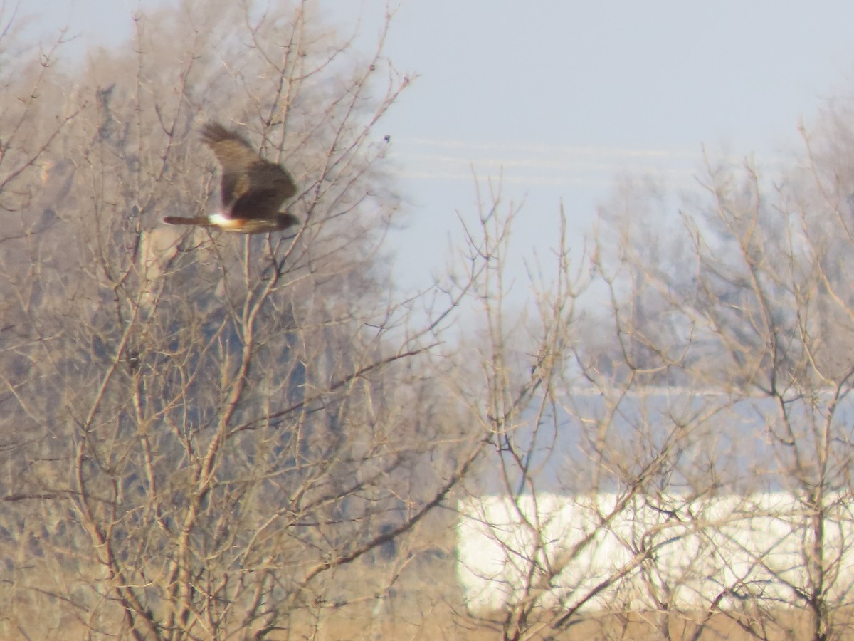 Northern Harrier - ML627814935